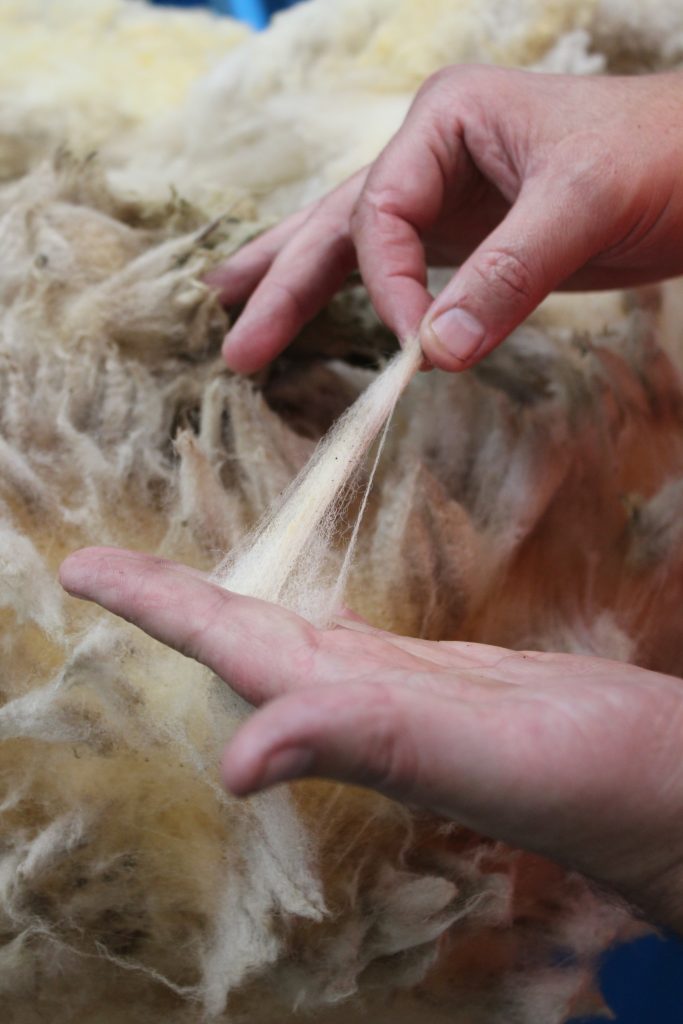 sorting wool