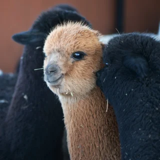 🤎🤍 Love is in the air!

Wishing you a happy Valentine’s Day 💕

#alpacas #loveisintheair #smallpleasures #smallgestures #spreadthelove