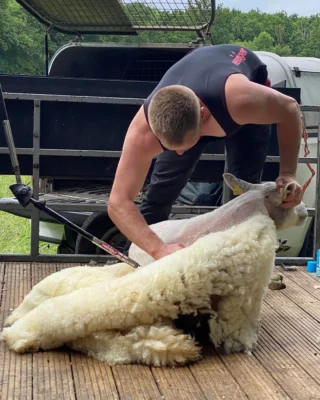 🌞 Mid Summer 🌞

🐑 And it’s too hot for wool - even for the sheep!

♻️ This is where the cycle begins: each summer the sheep are shorn and their fleeces are tuned into wool to knit my British made jumpers. The process of shearing, cleaning, carding, spinning, sometimes dying and then knitting takes over a year and each part of the process requires skill and knowledge unique to this fibre.

🧶 Wool has always been produced in the UK, since early people learnt how to felt it into shawls and rugs to keep themselves warm. It’s what made Britain one of wealthiest countries in the world and where so much of our heritage come from.

💚 I often think that the best things in life are also the simplest, and this is certainly the case with wool. It comes from the sheep in the fields that surround us and needn’t even leave the country to be turned into the most beautiful, sustainable jumpers and cardigans to be treasured for years. Then, at the end of its lifecycle it completely biodegrades back into the land that it came from 💚

Thank you to Anne and George for letting me film you shearing your beautiful sheep 🤍🤍

#charlknits #britishwool #britishheritage #naturalfibres #campaignforwool #whatsinmyclothes #sustainablefibres #madeinbritain #britishmanufacturing #britishsheep #circularfashion #leavenotrace
