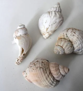 🐚🐚 Sea Shells…

Knitwear inspired by the Norfolk coast 🌊

#charlknits #colourinspo #britishwool #madeinbritain #britishmanufacturing #naturalwool #naturalshades #cardigan #britishcardigans #britknits #sustainableknitwear