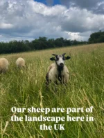💚 There’s something quite special about the fact that our sheep are part of the landscape here in the UK - grazing naturally on pasture across Britain’s hills, moors and fields. 

The size and character of our landscape simply doesn’t lend itself to the kind of intensive farming systems found elsewhere.

For me, using British wool isn’t just about keeping things local. It means I KNOW where the fibre comes from because I’ve seen it with my own eyes. Supporting British farmers and choosing a material with a genuine connection to our land in one of the most transparent supply chains in the world. 🐑🇬🇧

MUCH more coming soon 🐏

#charlknits #britishwool #madeinbritain #britishknitwear #slowliving